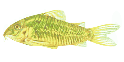 Albino corydoras