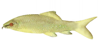 Albino-Fransenlipper