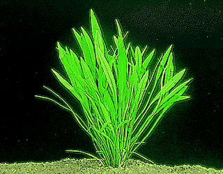 Half high dwarf amazon