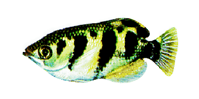 Archerfish