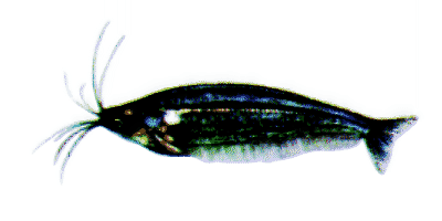 African Glass catfish