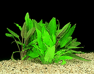 Brown leaved waterchalice