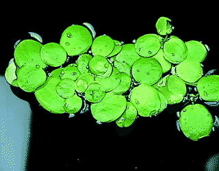 Amazon frogbit