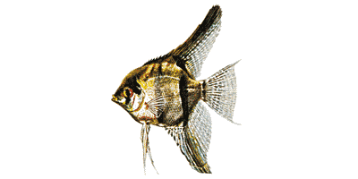Angel Fish